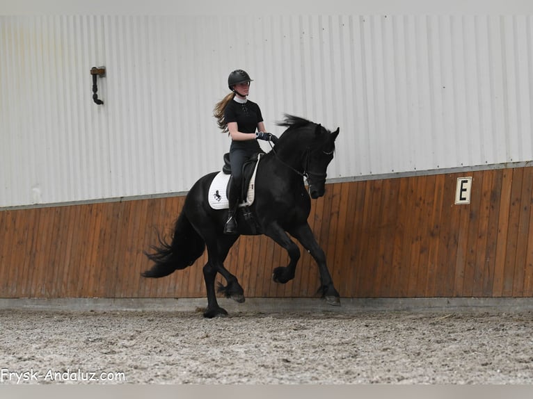 Frisone / Frisone Occidentale Stallone 3 Anni 160 cm Morello in Mijnsheerenland