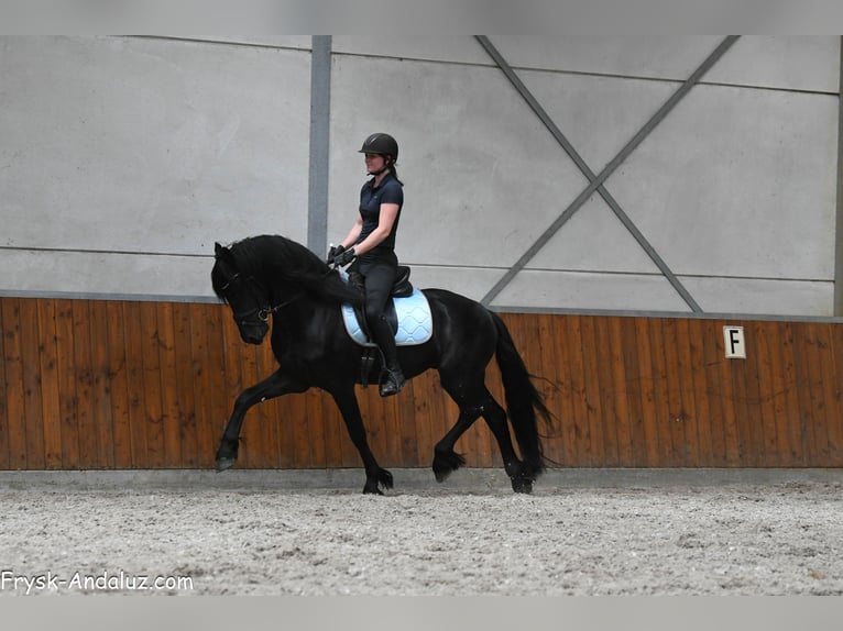 Frisone / Frisone Occidentale Stallone 3 Anni 160 cm Morello in Mijnsheerenland