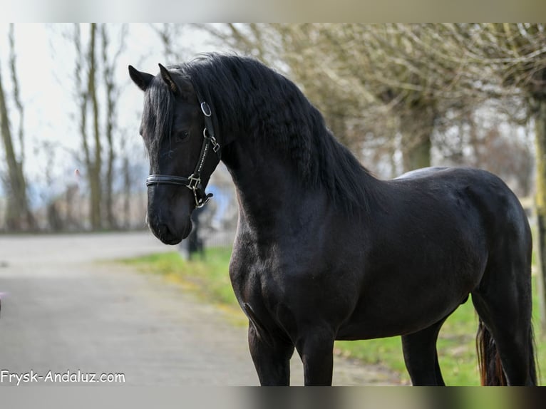Frisone / Frisone Occidentale Stallone 3 Anni 160 cm Morello in Mijnsheerenland
