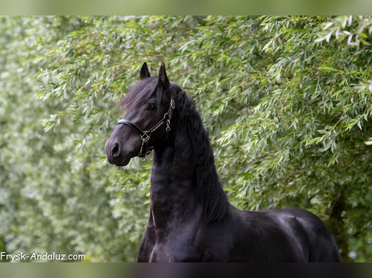 Frisone / Frisone Occidentale Stallone 3 Anni 160 cm Morello in Mijnsheerenland