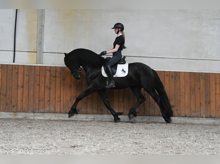 Frisone / Frisone Occidentale Stallone 3 Anni 160 cm Morello in Mijnsheerenland