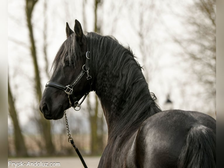 Frisone / Frisone Occidentale Stallone 3 Anni 160 cm Morello in Mijnsheerenland