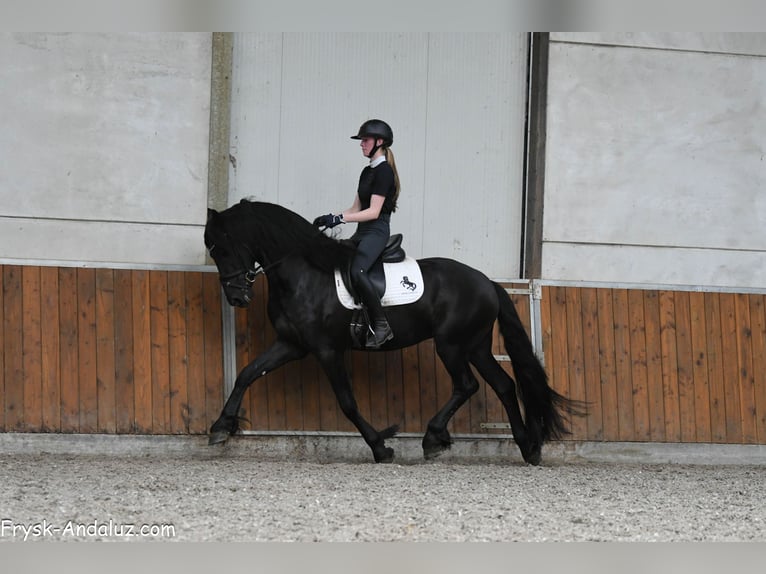 Frisone / Frisone Occidentale Stallone 3 Anni 161 cm Morello in Mijnsheerenland