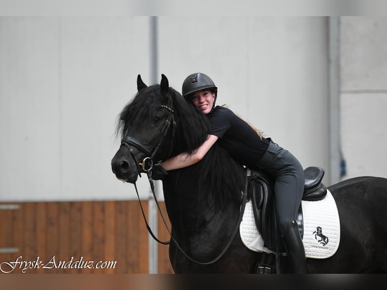 Frisone / Frisone Occidentale Stallone 3 Anni 162 cm Morello in Mijnsheerenland