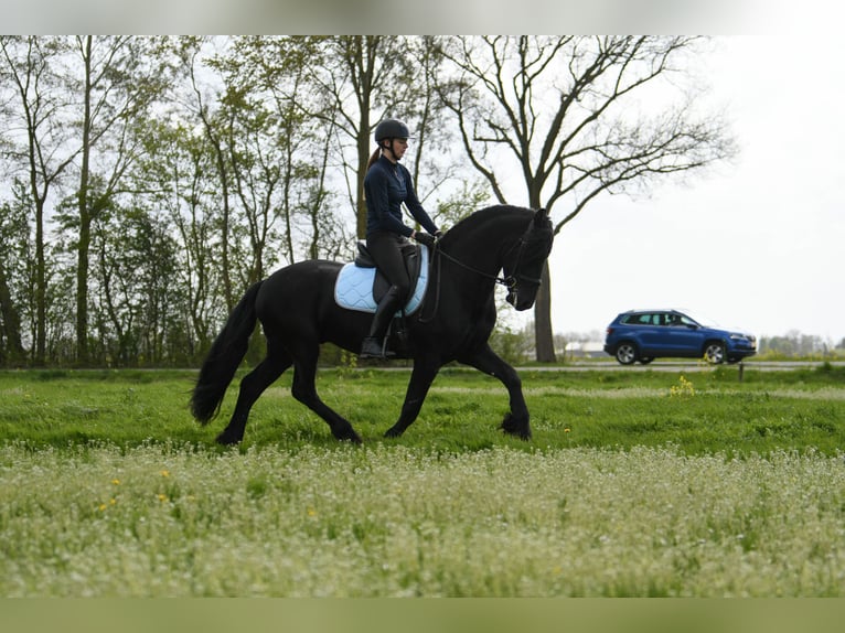 Frisone / Frisone Occidentale Stallone 3 Anni 162 cm Morello in Mijnsheerenland