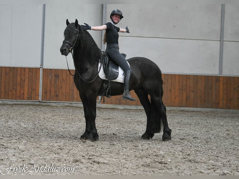 Frisone / Frisone Occidentale Stallone 3 Anni 162 cm Morello in Mijnsheerenland