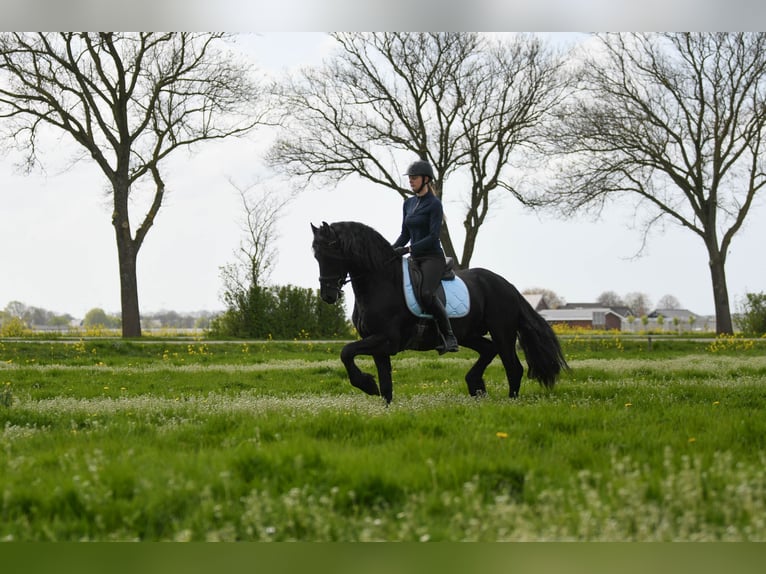 Frisone / Frisone Occidentale Stallone 3 Anni 162 cm Morello in Mijnsheerenland