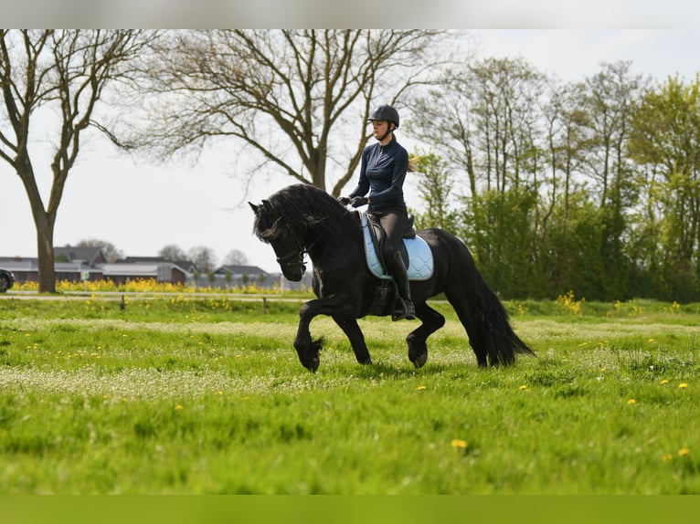 Frisone / Frisone Occidentale Stallone 3 Anni 162 cm Morello in Mijnsheerenland