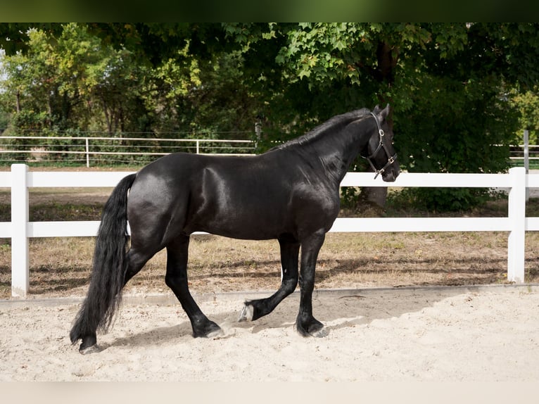 Frisone / Frisone Occidentale Stallone 3 Anni 162 cm Morello in Überherrn