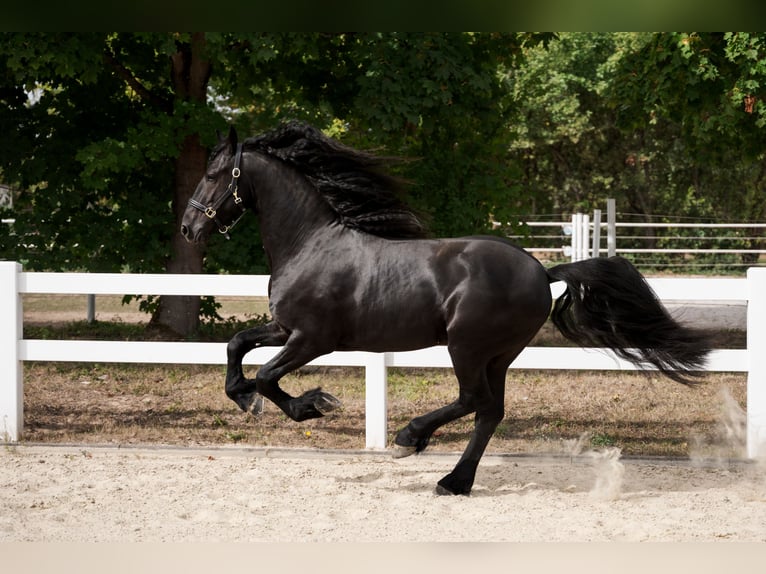 Frisone / Frisone Occidentale Stallone 3 Anni 162 cm Morello in Überherrn