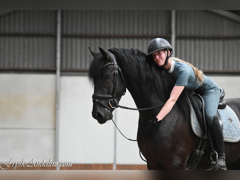 Frisone / Frisone Occidentale Stallone 3 Anni 162 cm Morello in Mijnsheerenland