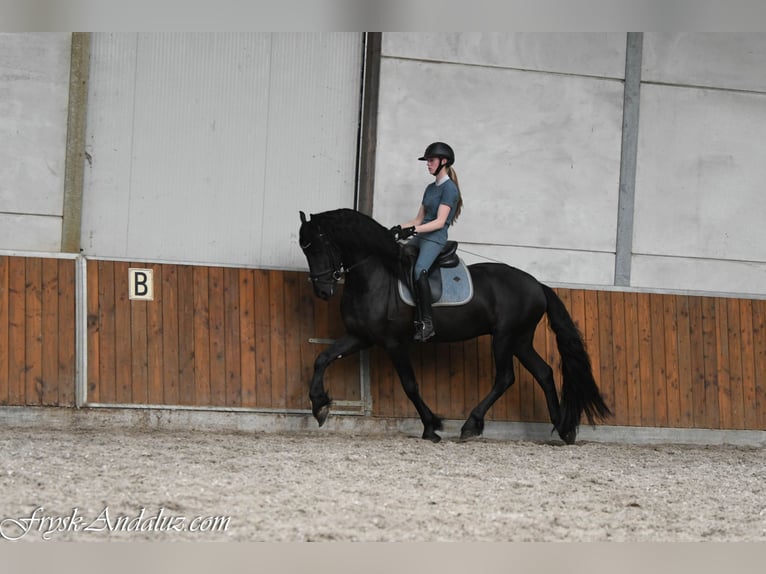 Frisone / Frisone Occidentale Stallone 3 Anni 162 cm Morello in Mijnsheerenland