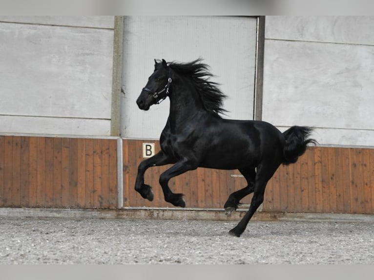 Frisone / Frisone Occidentale Stallone 3 Anni 162 cm Morello in Mijnsheerenland