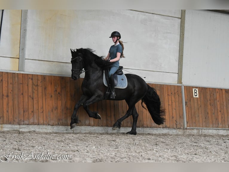 Frisone / Frisone Occidentale Stallone 3 Anni 162 cm Morello in Mijnsheerenland