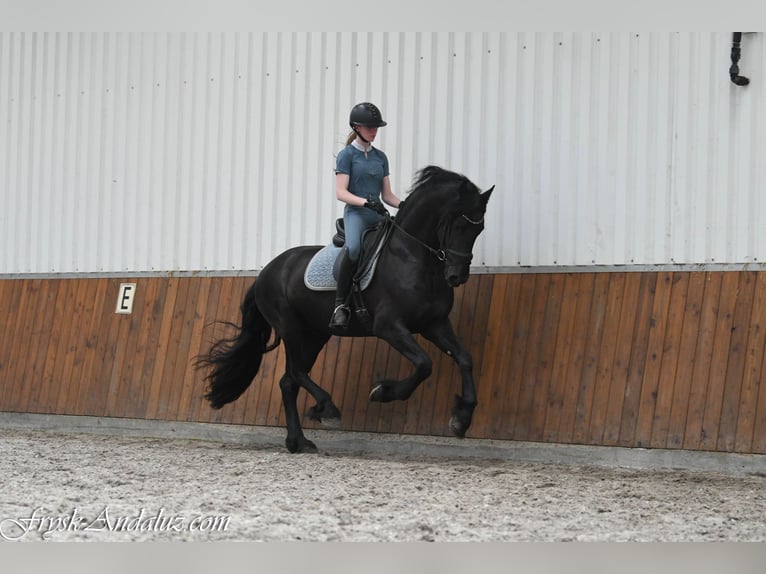 Frisone / Frisone Occidentale Stallone 3 Anni 162 cm Morello in Mijnsheerenland