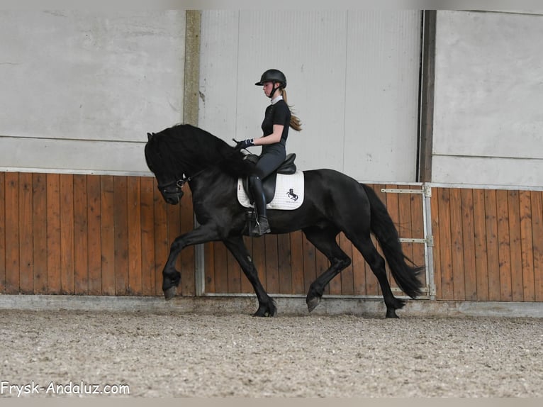 Frisone / Frisone Occidentale Stallone 3 Anni 163 cm Morello in Mijnsheerenland