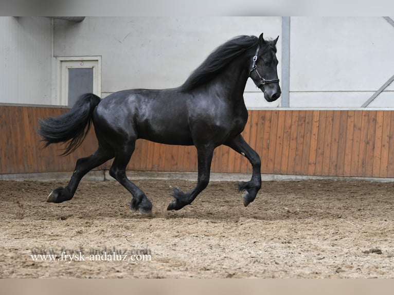 Frisone / Frisone Occidentale Stallone 3 Anni 164 cm Morello in Mijnsheerenland