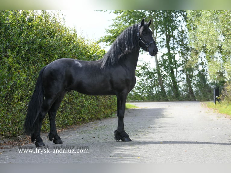 Frisone / Frisone Occidentale Stallone 3 Anni 164 cm Morello in Mijnsheerenland