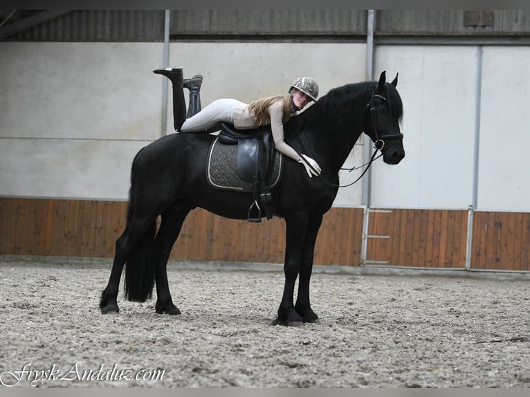 Frisone / Frisone Occidentale Stallone 3 Anni 164 cm Morello in Mijnsheerenland