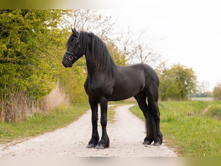 Frisone / Frisone Occidentale Stallone 3 Anni 164 cm Morello in Ee