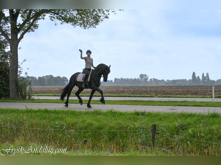 Frisone / Frisone Occidentale Stallone 3 Anni 164 cm Morello in Mijnsheerenland