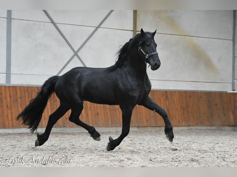 Frisone / Frisone Occidentale Stallone 3 Anni 165 cm Grigio ferro in Mijnsheerenland