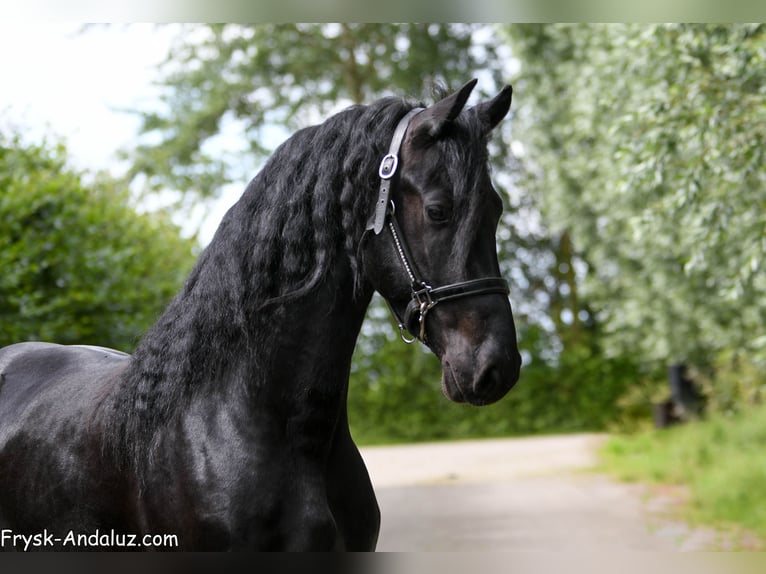Frisone / Frisone Occidentale Stallone 3 Anni 165 cm Morello in Mijnsheerenland