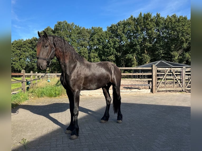 Frisone / Frisone Occidentale Stallone 3 Anni 165 cm Morello in MeinerzhagenMeinerzhagen