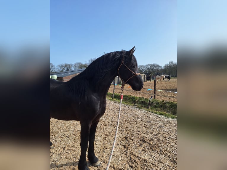 Frisone / Frisone Occidentale Stallone 3 Anni 165 cm Morello in Wapse