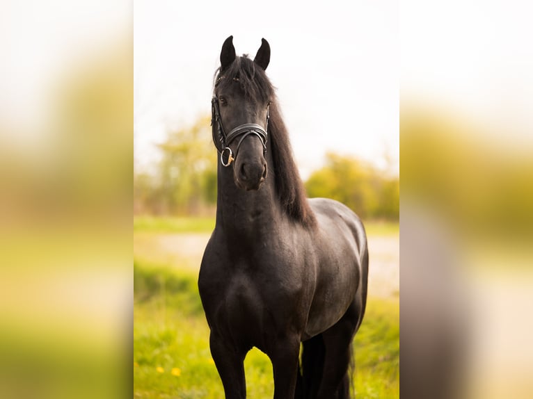 Frisone / Frisone Occidentale Stallone 3 Anni 165 cm Morello in Ee