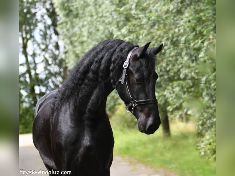 Frisone / Frisone Occidentale Stallone 3 Anni 165 cm Morello in Mijnsheerenland