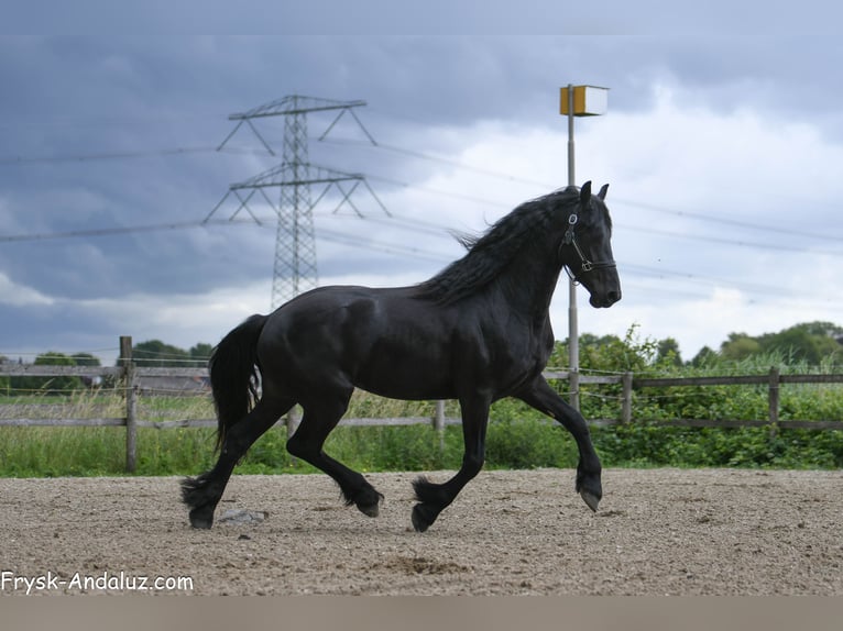 Frisone / Frisone Occidentale Stallone 3 Anni 165 cm Morello in Mijnsheerenland