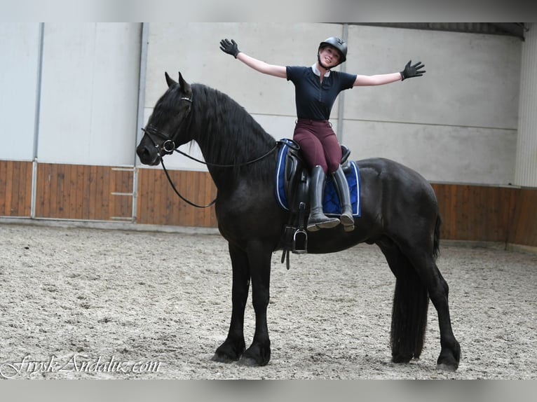 Frisone / Frisone Occidentale Stallone 3 Anni 166 cm Morello in Mijnsheerenland