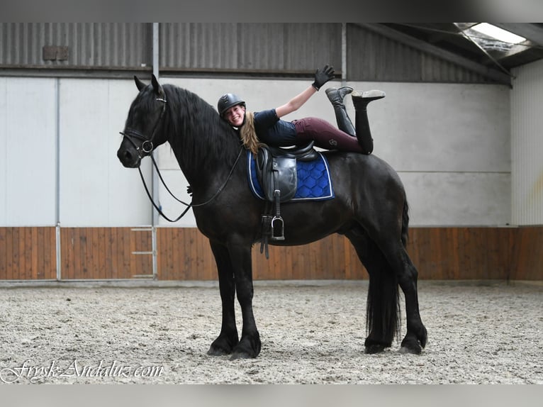 Frisone / Frisone Occidentale Stallone 3 Anni 166 cm Morello in Mijnsheerenland