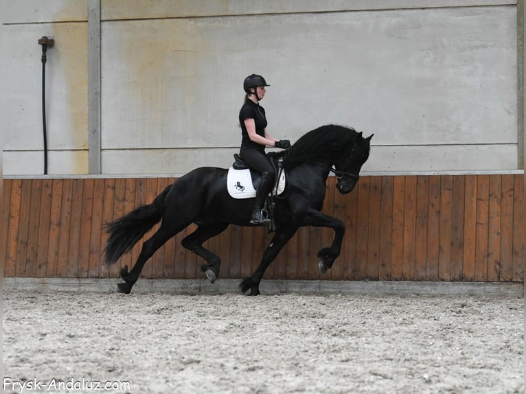 Frisone / Frisone Occidentale Stallone 3 Anni 167 cm Morello in Mijnsheerenland