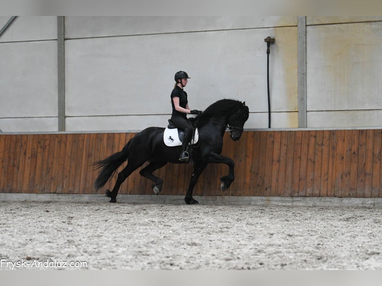 Frisone / Frisone Occidentale Stallone 3 Anni 167 cm Morello in Mijnsheerenland