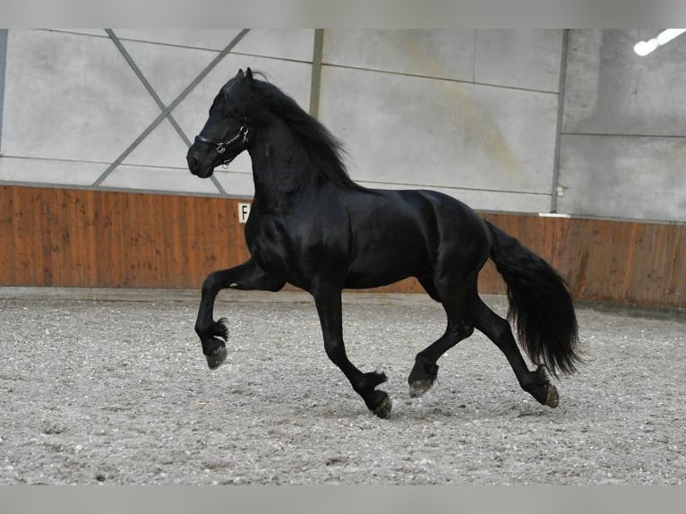 Frisone / Frisone Occidentale Stallone 3 Anni 168 cm Morello in Mijnsheerenland