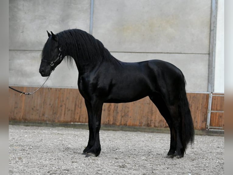 Frisone / Frisone Occidentale Stallone 3 Anni 168 cm Morello in Mijnsheerenland