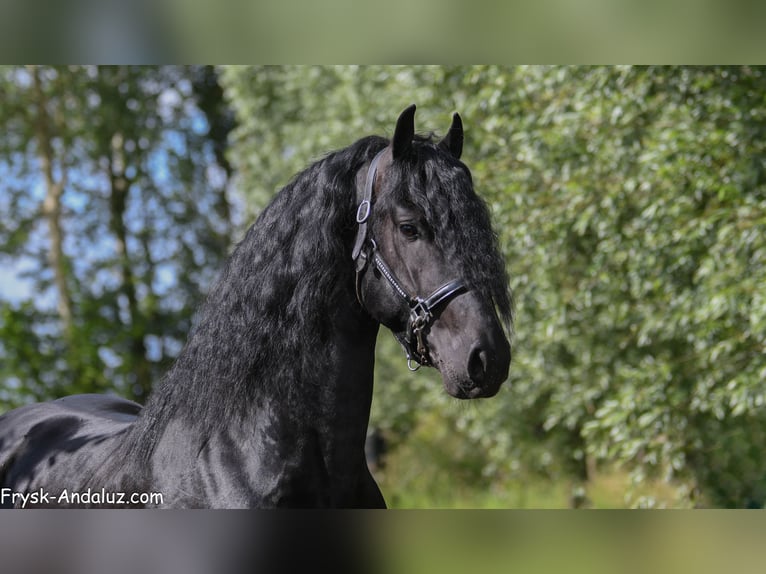 Frisone / Frisone Occidentale Stallone 3 Anni 168 cm Morello in Mijnsheerenland