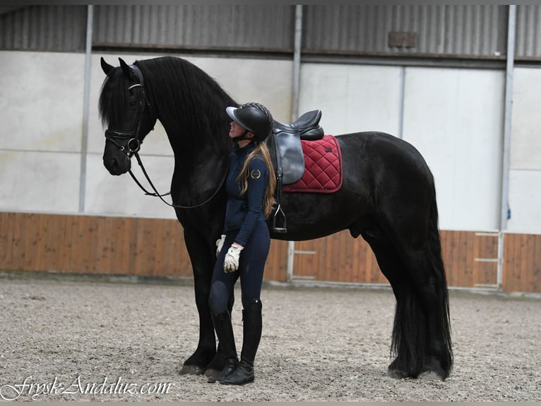 Frisone / Frisone Occidentale Stallone 3 Anni 168 cm Morello in Mijnsheerenland