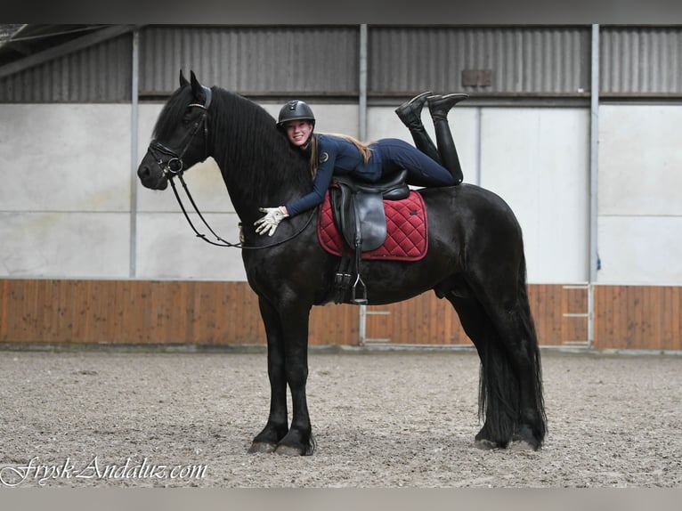 Frisone / Frisone Occidentale Stallone 3 Anni 168 cm Morello in Mijnsheerenland