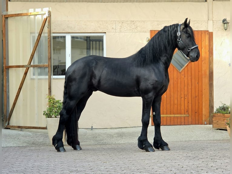 Frisone / Frisone Occidentale Stallone 3 Anni 168 cm Morello in Ochtendung