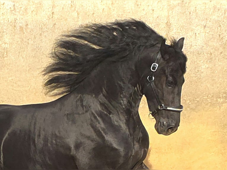 Frisone / Frisone Occidentale Stallone 3 Anni 168 cm Morello in Ochtendung