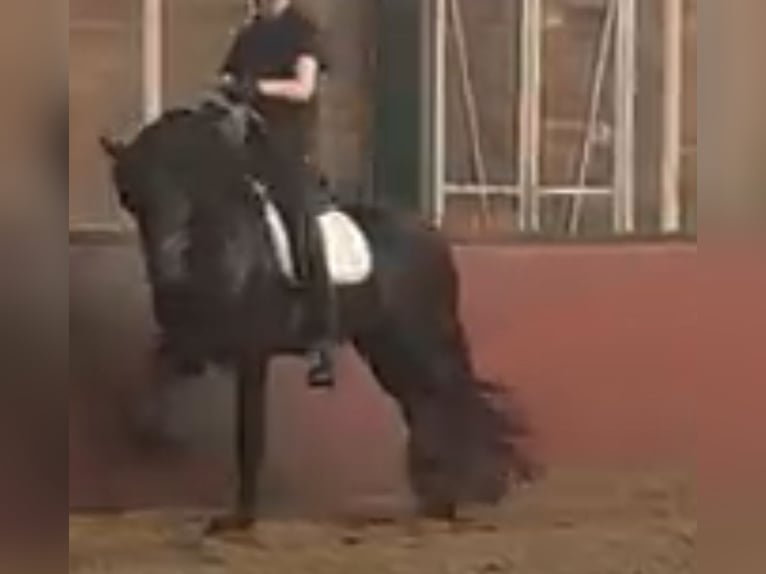 Frisone / Frisone Occidentale Stallone 3 Anni 170 cm Morello in Drachten