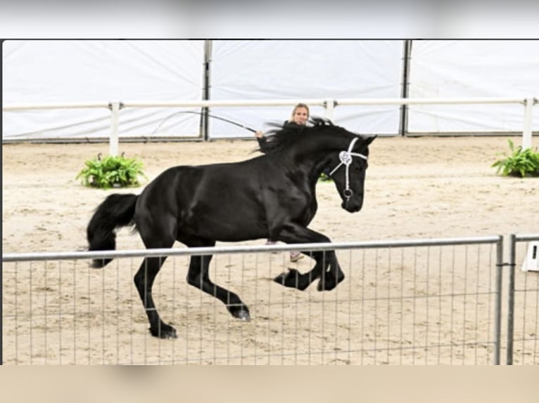 Frisone / Frisone Occidentale Stallone 3 Anni 170 cm Morello in Drachten
