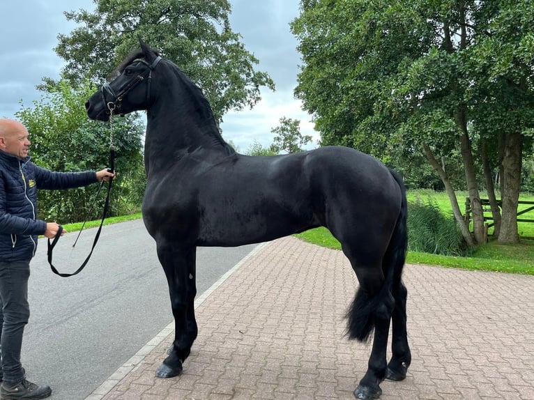 Frisone / Frisone Occidentale Stallone 3 Anni 172 cm  in Budapest