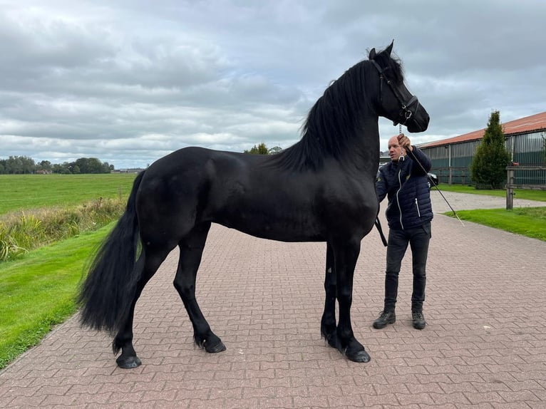 Frisone / Frisone Occidentale Stallone 3 Anni  in Frankfurt am Main