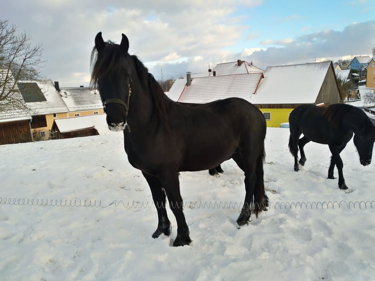 Frisone / Frisone Occidentale Stallone 3 Anni Morello in Kirchendemenreuth