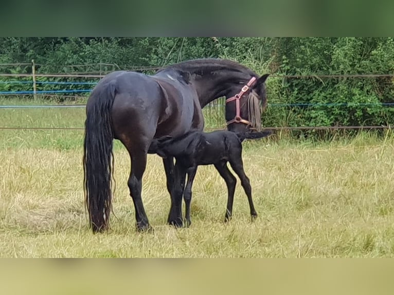 Frisone / Frisone Occidentale Stallone 3 Anni Morello in Thevet Saint Julien