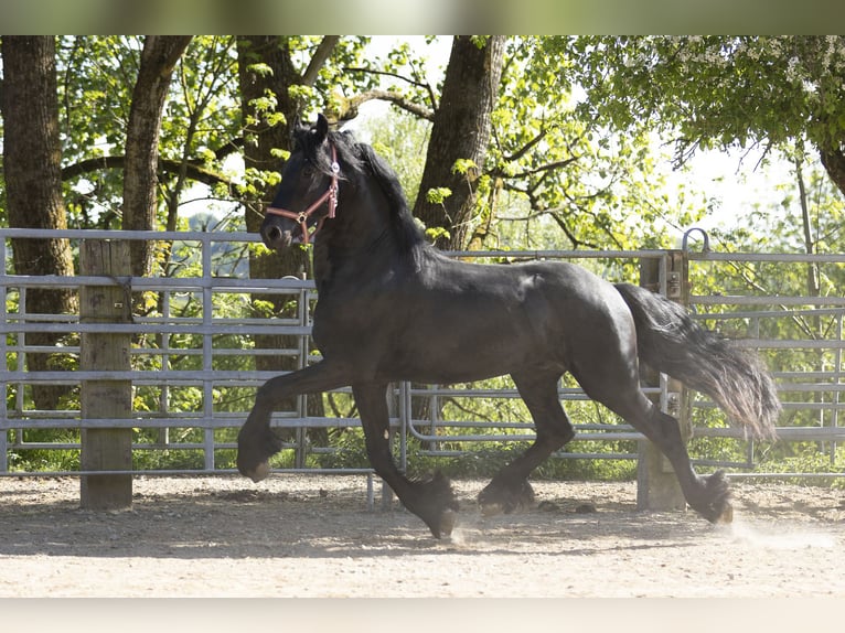 Frisone / Frisone Occidentale Stallone 3 Anni Morello in Schöllnach